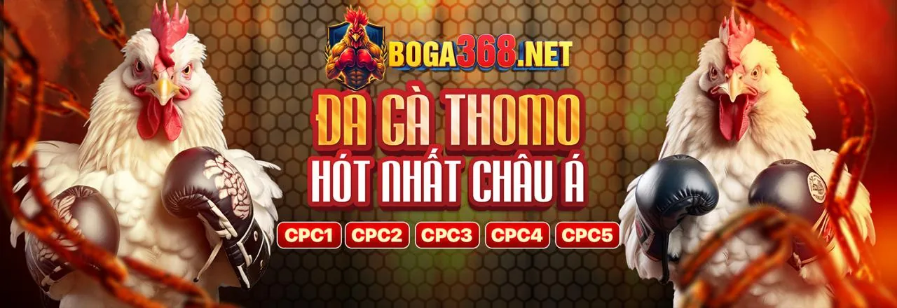 Sân đá gà trực tuyến 888now555 sôi động